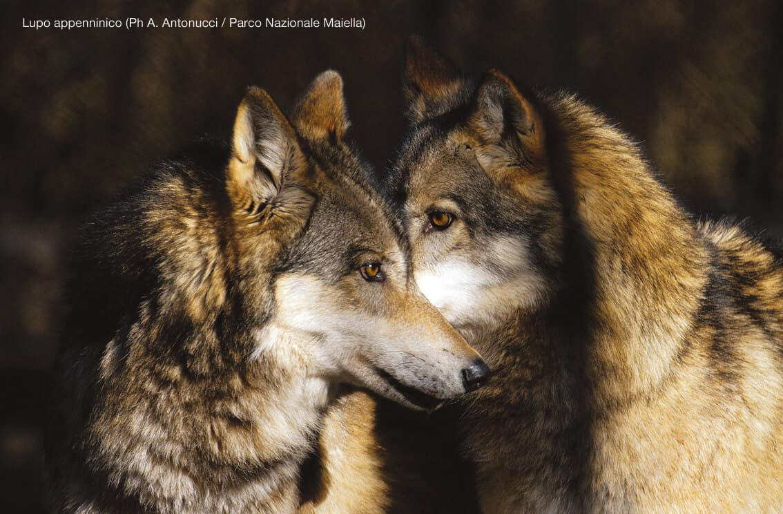 I sentieri della Biodiversità: il LUPO, lo spirito della foresta