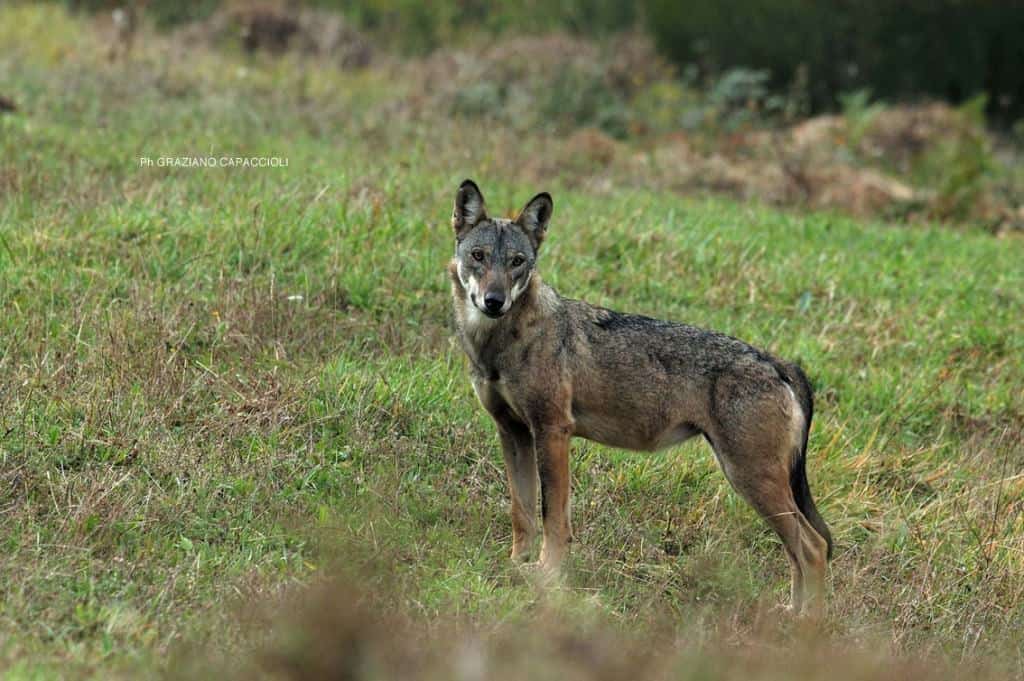 I lupi nel Parco Nazionale d’Abruzzo: le straordinarie immagini video