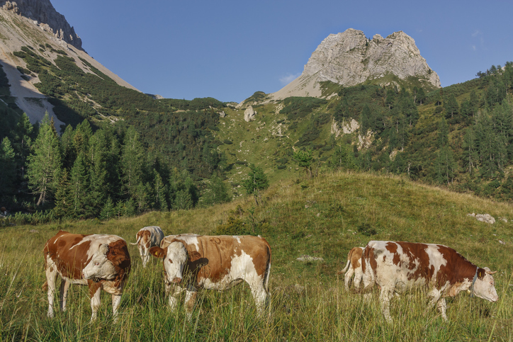 Friuli Venezia Giulia, progetto MADE: segui i suoni della natura